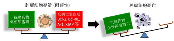 图 1：肿瘤细胞通过反凋零蛋白产生耐药性，对反凋零蛋白的抑制将改变平衡，消除肿瘤耐药性。