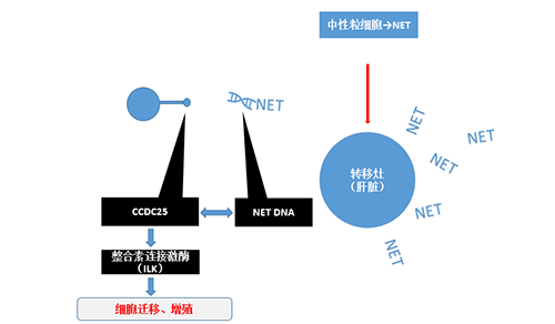 除了单纯的捕获，NET DNA与CCDC-25的结合还增强了癌细胞的侵袭行为，促进了癌症的肝转移。