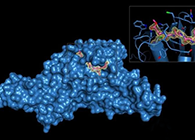 Science重磅！一种“分子剪刀”如何成为COVID-19药物的重要靶标？