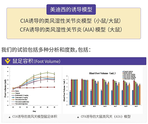 ag亚娱诱导的类风湿性关节炎模型