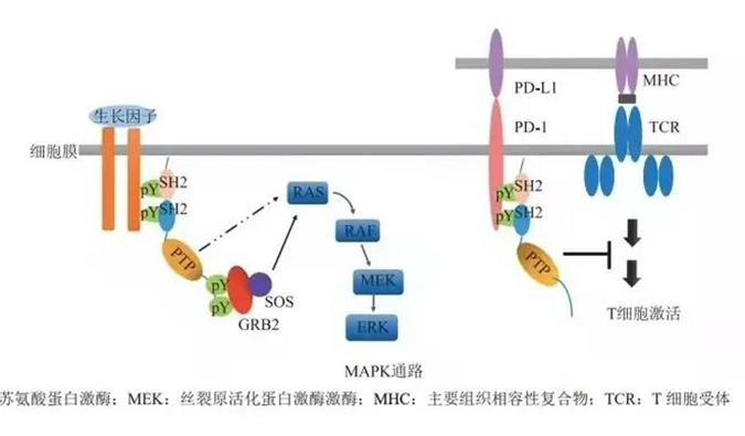 晚期恶性肿瘤患者的福音，SHP2变构抑制剂RG001片获批临床.png