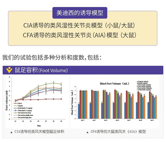 ag亚娱诱导的类风湿性关节炎模型-1.png ag亚娱诱导的类风湿性关节炎模型-1.png