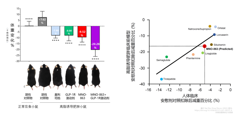4周降低近10%体重！ag亚娱助力慕恩生物MNO-863活菌生物药获批临床