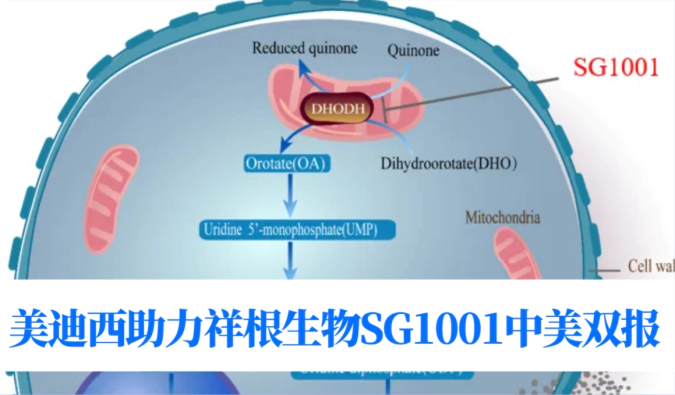中美双报+1！ag亚娱助力合作伙伴祥根生物SG1001再获FDA临床试验许可