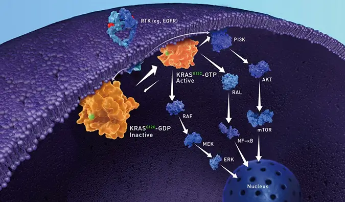 【视频合集】KRAS的功能、结构特征、致癌突变及G12C共价抑制剂研究进展